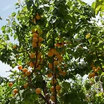 Ammaliante Вилла *